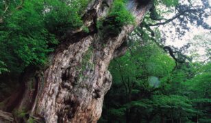 一生に一度は会いたい縄文杉 世界遺産 屋久島3日間